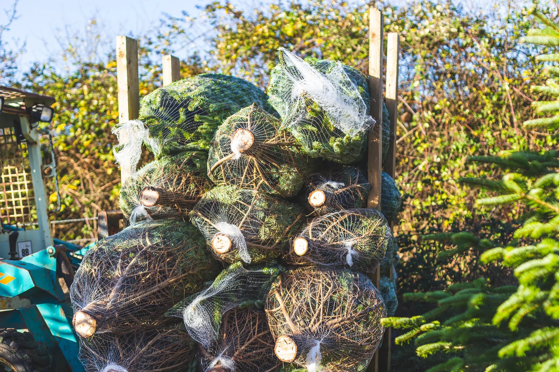 Netted Nordmann Firs ready to go