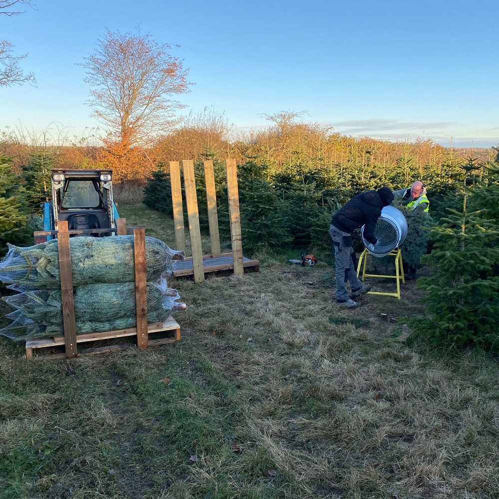 Trees being netted at the grower