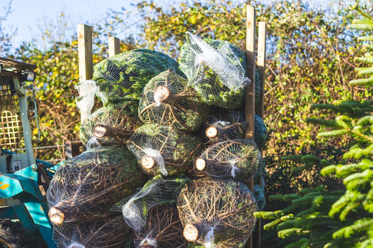 Netted trees ready to go